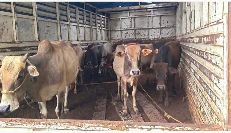 CM Himanta Orders Crackdown After 108 Cows Seized in Assam Raid