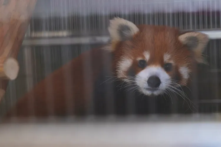 CM Himanta Reviews Care of 3 Rescued Red Pandas at Assam Zoo
