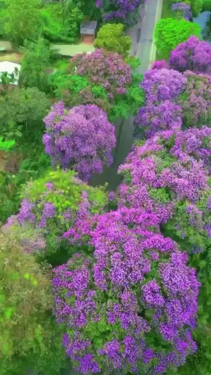 CM Himanta Showcases Assam's Flowering Roads in Spring