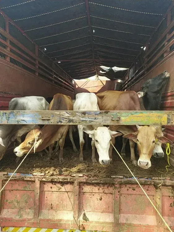 CM Himanta Vows Action After Cattle Seized in Nalbari