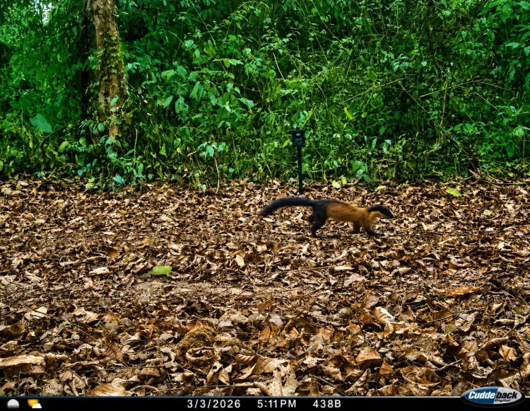 CM Himanta's Assam Hails Yellow-Throated Marten Find at Kaziranga