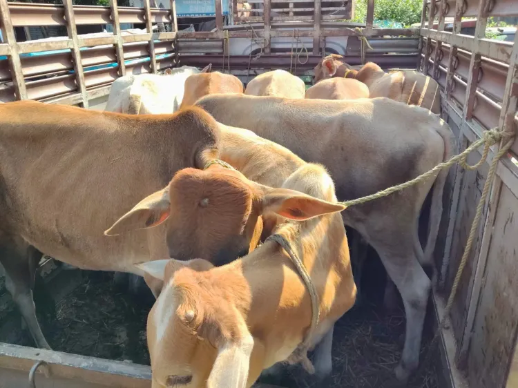 CM Himanta's Assam Police Foils Cattle Smugglers on River and Road