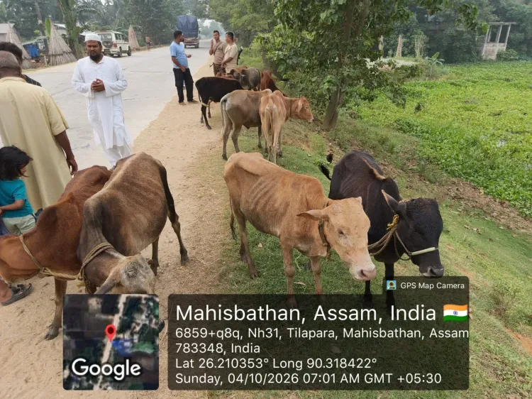 CM Himanta's Assam Police Recover 98 Cattle in Joint Op