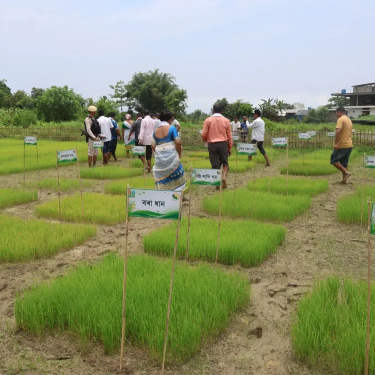 CM Himanta's Assam Revives Indigenous Betguti Rice in Dibrugarh
