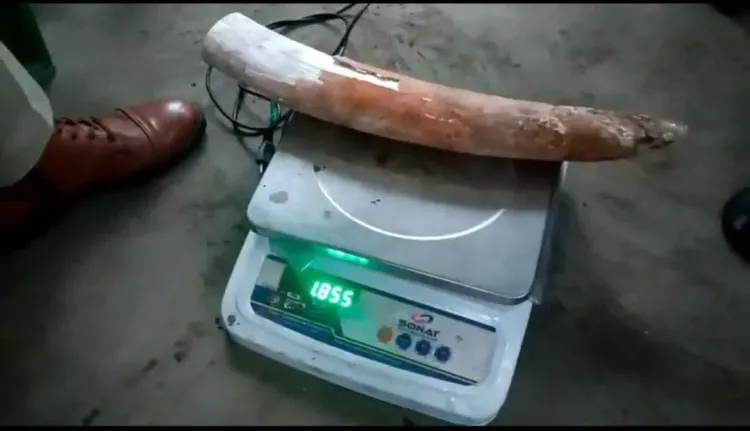CM Himanta's STF seizes elephant ivory in Tamulpur bust