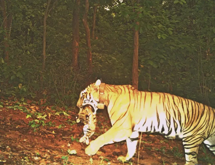 CM Majhi hails tigress 'Jinat' birthing four cubs at Similipal