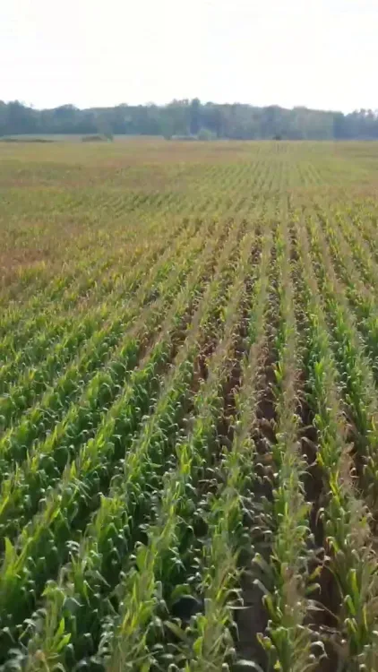 CM Mohan Yadav Pushes Farmer Income Steps in MP