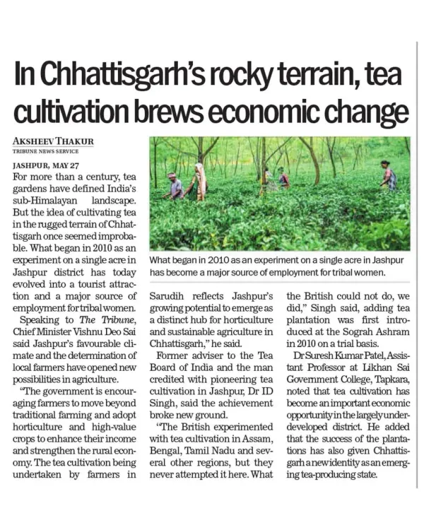CM Sai Govt Backs Jashpur Tea Farming for Tribal Women