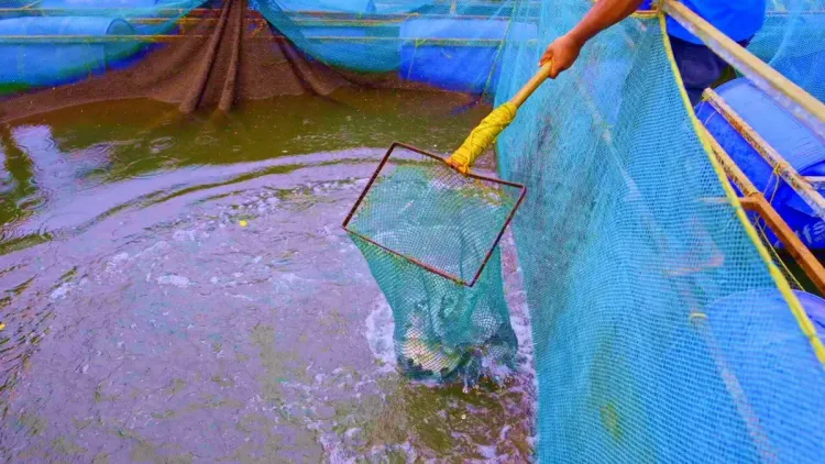 CM Sawant Highlights Goa Couple's ₹1.5 Lakh/Month Cage Fish Farm