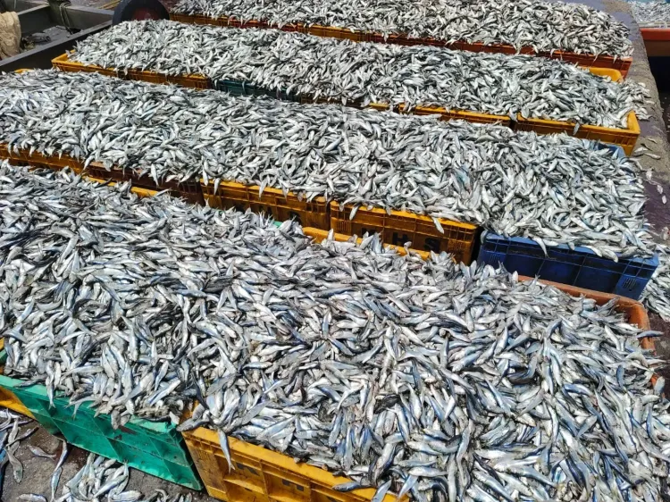 Should Fishers Adhere to CMFRI's Warning on Juvenile Sardine Fishing?