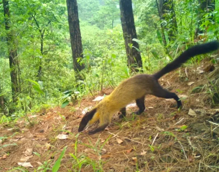Chinese Pangolin spotted near Shillong in WII camera trap first