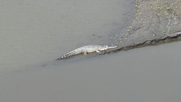 Gharial spotted at Kaziranga National Park in major conservation win