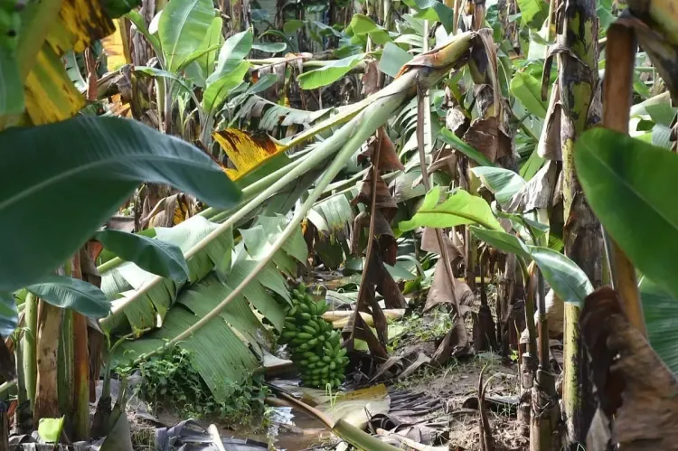 How is Cyclone Ditwah Affecting Banana Farmers in TN's Mayiladuthurai?