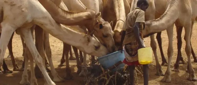 What is the Latest on the Rift Valley Fever Outbreak in Senegal?