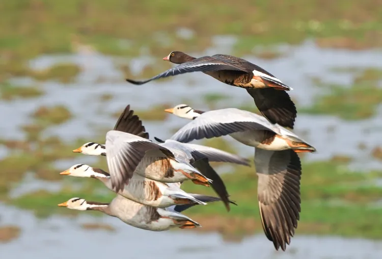 दिल्ली में वन्यजीव संरक्षण को बढ़ावा, 9 नए वाइल्डलाइफ इंस्पेक्टर की नियुक्ति