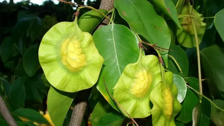 क्या विजयसार सिर्फ डायबिटीज का इलाज है, या और भी समस्याओं का समाधान?