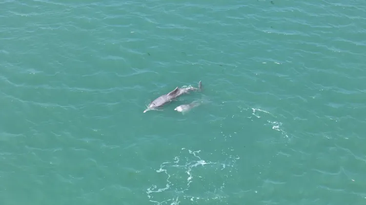 Dolphins top marine mammal sightings in Gulf of Kachchh: GEER study