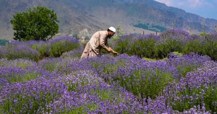 Dr. Jitendra Singh: Lavender Festival 2026 set for Bhaderwah