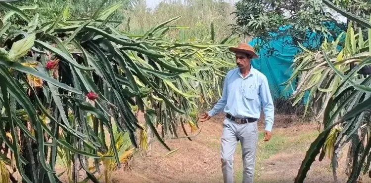 Dragon fruit farming blooms in J&K's Samba, farmers diversify beyond traditional crops