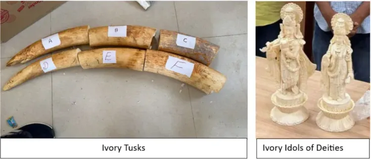 DRI busts wildlife trafficking syndicate, seizes 440 items, arrests 33