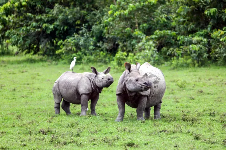 Kaziranga ESZ row: Hundreds march in Kaliabor against 10-km zone demand