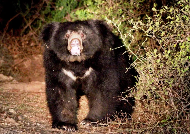 How Did an Eight-Year-Old Assam Boy Lose His Life to a Sloth Bear in TN's Valparai?