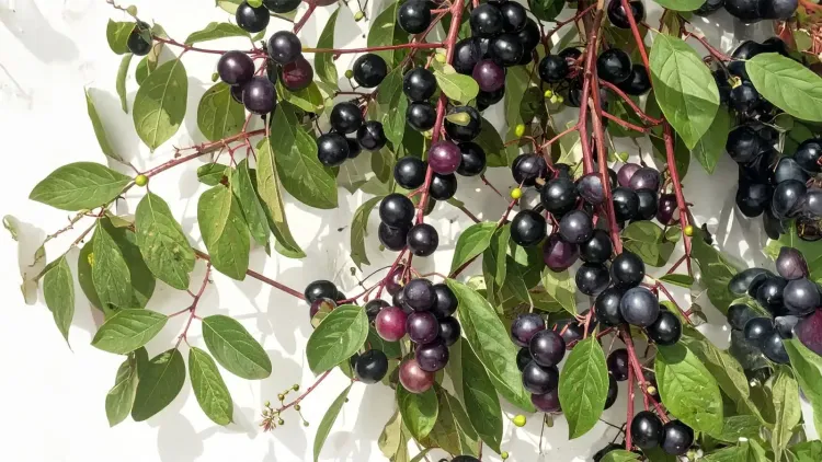 नीलबड़ी: एक औषधीय झाड़ी जो सेहत के लिए है अद्भुत