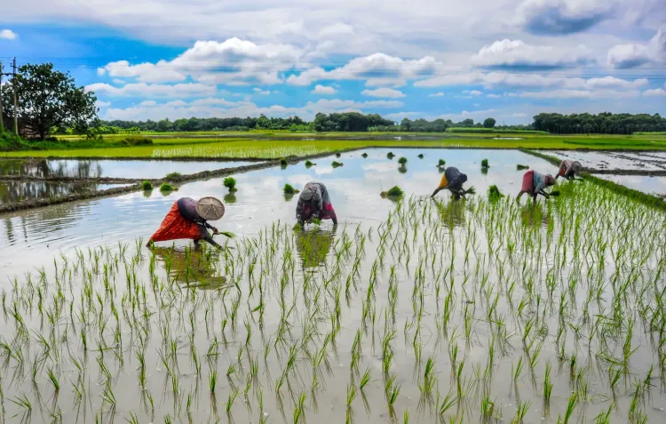 El Nino 2026 may spike food inflation as FCI buffer stocks hold at 817 lakh tonnes