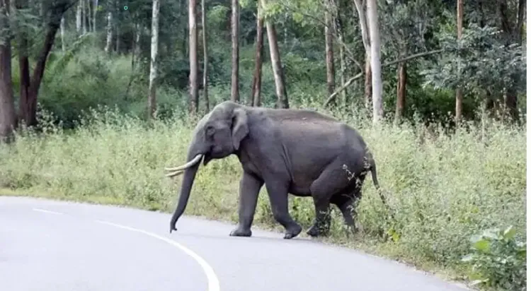 Rampaging Elephant Claims Four Lives in Jharkhand's Gumla and Simdega