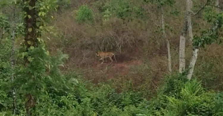 Feline Predator Killed After Tranquilization Fails in Idukki, Kerala