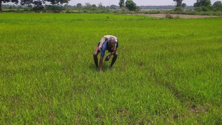 Are Samba Farmers in Tiruchi, TN, Facing Fertiliser Shortages?