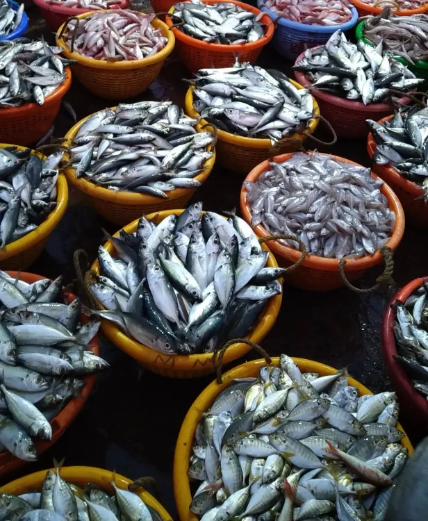 Surge in Fish Prices as Tamil Nadu Enforces 61-Day Fishing Ban