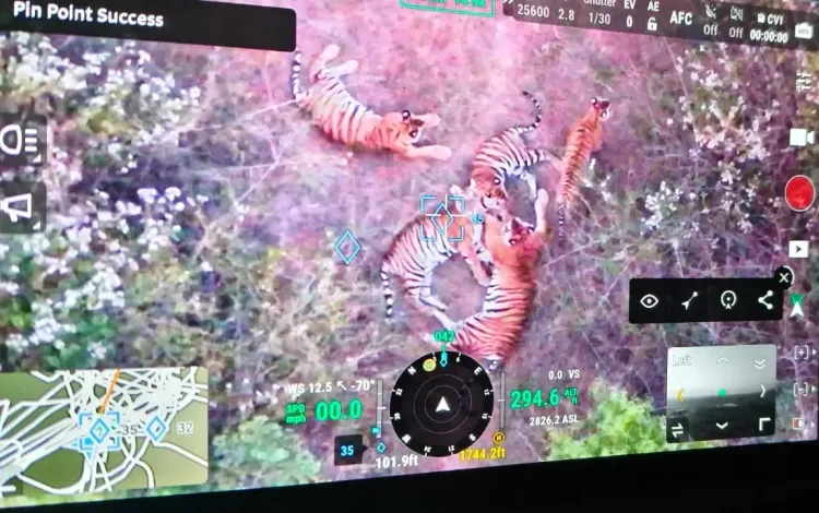 Why Were Five Tigers Spotted in Karnataka's Chamarajanagar?