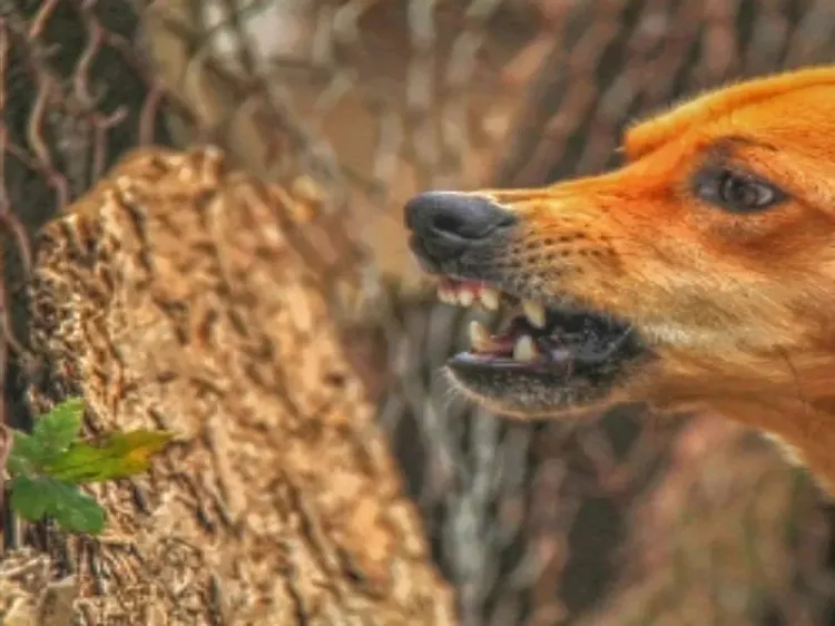 Are Fresh Cases Causing Panic in MP's Barwani Amid Ongoing Animal Attacks?