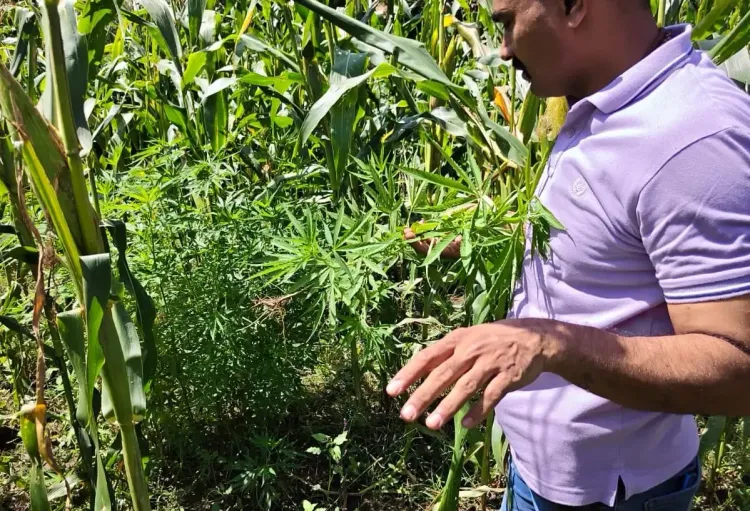 Gujarat police seize 475 kg ganja hidden in cotton fields, four arrested in Sabarkantha