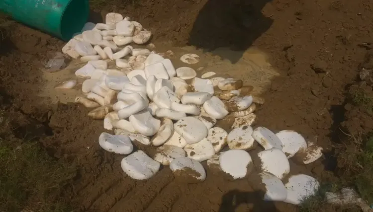 क्या गाजियाबाद में साहिबाबाद मंडी में 650 किलो मिलावटी पनीर नष्ट किया गया?