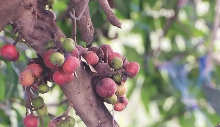 क्या गूलर के हर हिस्से में औषधीय गुण होते हैं, और यह उम्र बढ़ने की प्रक्रिया को कम कर सकता है?