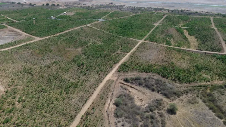 Namo Van: 10 lakh trees in 37 days green Morbi's barren Machhu Dam land