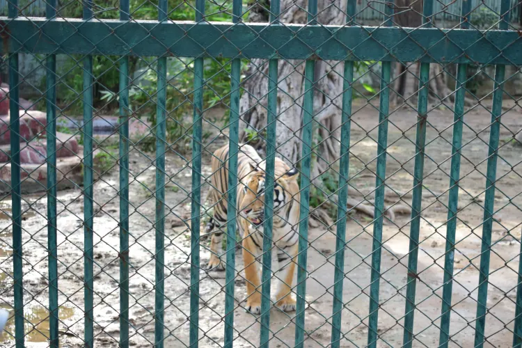 Ahmedabad Zoo deploys 40 air coolers, ORS water to protect 2,190 animals in heatwave