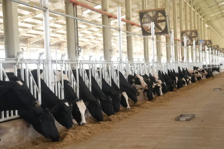 Gujarat's Bhildi centre to produce 25,000 cattle embryos a year, boost milk yields