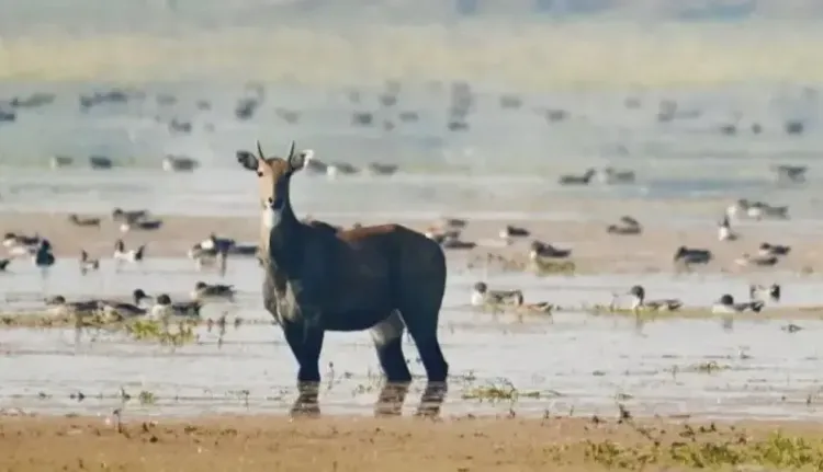 What Makes Gujarat's Chhari-Dhand Wetland a Magnet for Foreign Visitors?