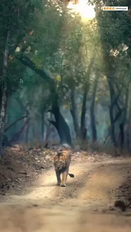Gujarat CM Bhupendrabhai Patel Champions Asiatic Lion Conservation