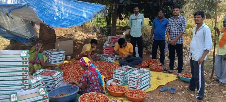 Dang strawberry farming: Natural farming drives ₹8 lakh/hectare earnings in Gujarat