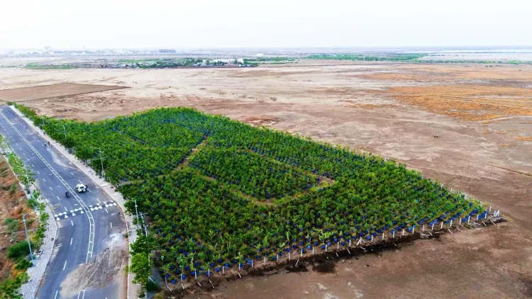 Dholera drum plantation turns saline land green; 3,200 saplings thrive