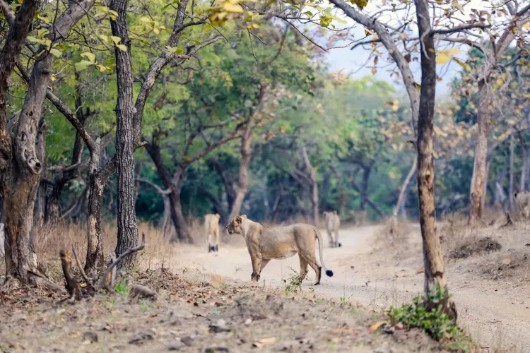 Gir lion cubs: 8 deaths in suspected babesiosis outbreak, no new cases in 48 hours