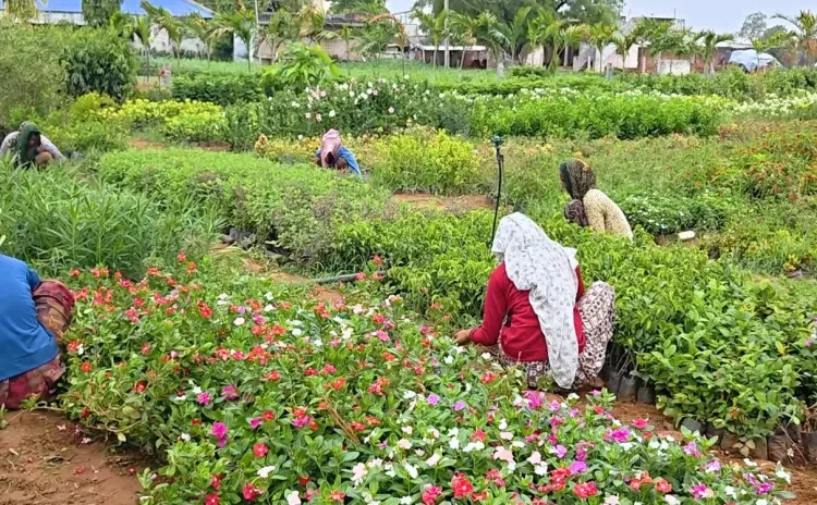 Gujarat Van Mahotsav 2025: 5.51 crore saplings to be planted across 74,453 hectares