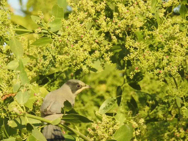 Why is the Grey Hypocolius Captivating Birdwatchers Worldwide at Chhari-Dhandh?