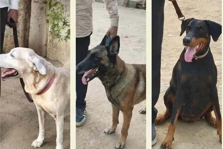 AI-171 crash one year on: How Ahmedabad's K9 unit worked the wreckage