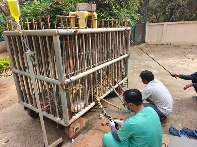 Paralysed Gujarat leopard walks again after 6-month GEER Foundation rehab