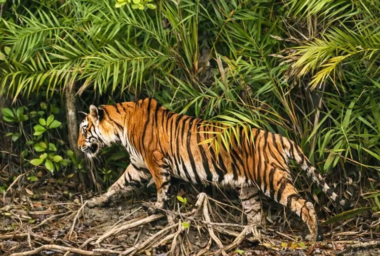 Gujarat eyes permanent tiger habitat after Ratanmahal sightings, IBCA 2026